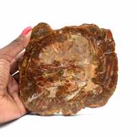 Madagascar petrified wood