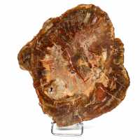 Madagascar petrified wood