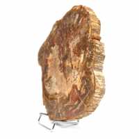 Madagascar petrified wood