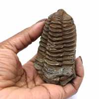 Fossile de trilobite Maroc