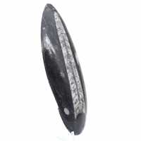Polierte Orthoceras aus Marokko