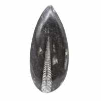 Orthoceras-Fossil aus Marokko