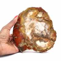 Petrified wood stone sale