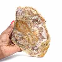 Petrified wood stone sale