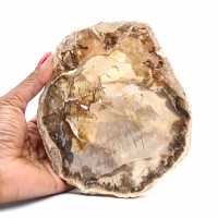 Petrified wood stone sale