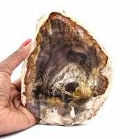 Petrified wood stone sale