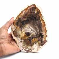 Petrified wood stone sale