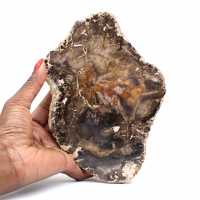 Petrified wood stone sale