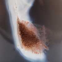 Natural Agate