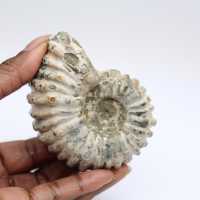Ammonite Douvilleiceras inaequinodum