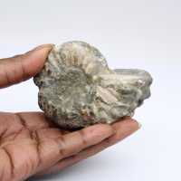 Ammonit Douvilleiceras inaequinodum