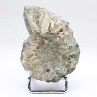 Ammonite Douvilleiceras inaequinodum