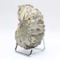 Ammonite Douvilleiceras inaequinodum