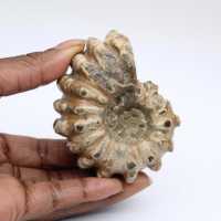 Ammonit Douvilleiceras inaequinodum