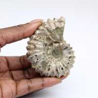 Ammonit Douvilleiceras inaequinodum