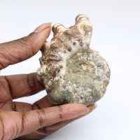 Ammonit Douvilleiceras inaequinodum