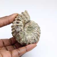 Ammonit Douvilleiceras inaequinodum