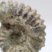 Ammonit Douvilleiceras inaequinodum