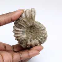 Ammonite Douvilleiceras inaequinodum