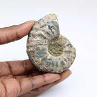 Ammonite Douvilleiceras inaequinodum