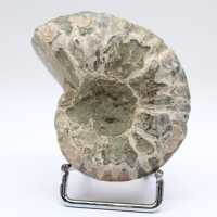 Ammonite Douvilleiceras inaequinodum