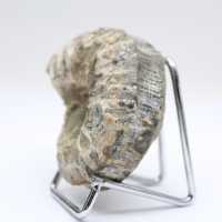 Ammonit Douvilleiceras inaequinodum