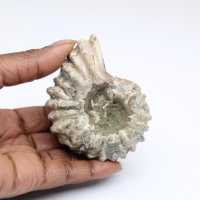 Ammonit Douvilleiceras inaequinodum