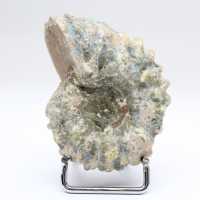 Ammonit Douvilleiceras inaequinodum