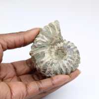 Ammonit Douvilleiceras inaequinodum