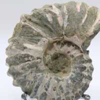 Ammonit Douvilleiceras inaequinodum
