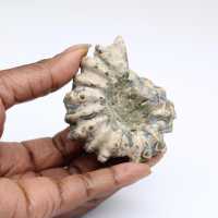 Ammonit Douvilleiceras inaequinodum