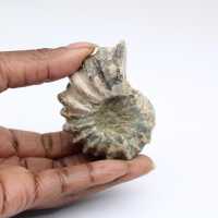 Ammonit Douvilleiceras inaequinodum