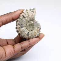 Ammonit Douvilleiceras inaequinodum