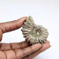 Ammonite Douvilleiceras inaequinodum
