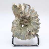 Ammonite Douvilleiceras inaequinodum