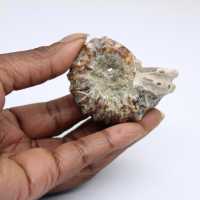 Ammonit Douvilleiceras inaequinodum
