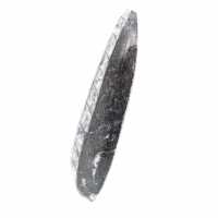 Orthocéras fossile du Maroc