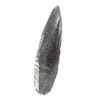 Orthoceras fossile