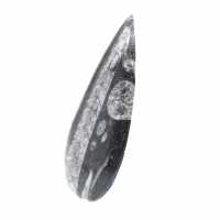 Orthoceras fossile