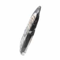 Orthoceras fossile dal Marocco