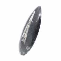 Orthoceras fossile dal Marocco