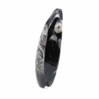 Orthoceras fossile dal Marocco