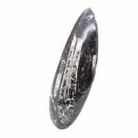 Orthoceras fossile
