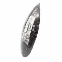Orthoceras fossile dal Marocco