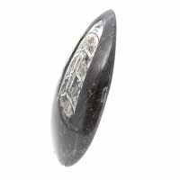 Orthoceras fossile