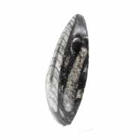 Orthoceras fossile dal Marocco