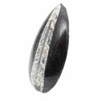 Orthoceras fossile