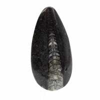 Orthocéras fossile du Maroc