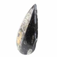Orthoceras fossile