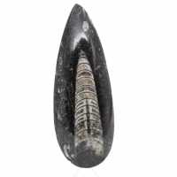 Fossiler Orthoceras aus Marokko